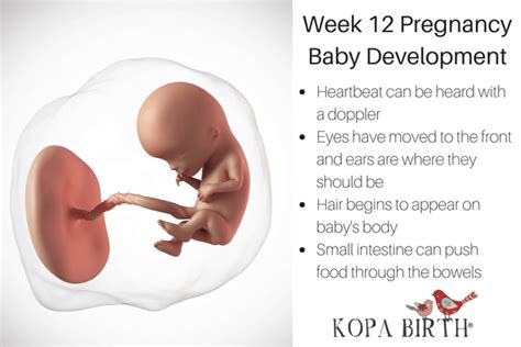 Week 12 Pregnancy: Baby's Rapid Growth and Development