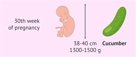 Your Baby at Week 30 Pregnancy: Development and Symptoms