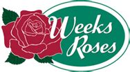 Weeks Roses: Timeless Beauty in Bloom This Season