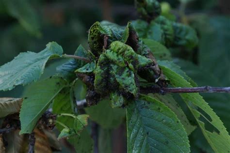 weeping cherry diseases