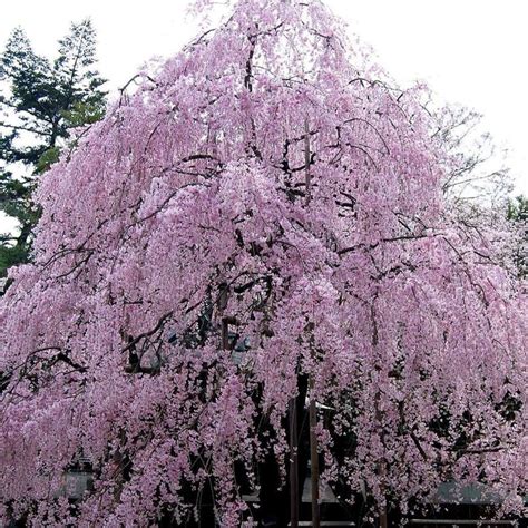 weeping cherry tree