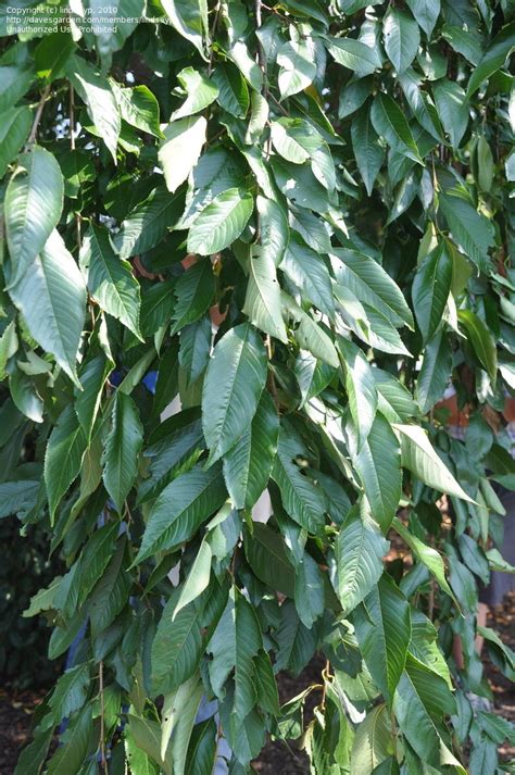 Weeping Cherry Tree Leaves Wilting