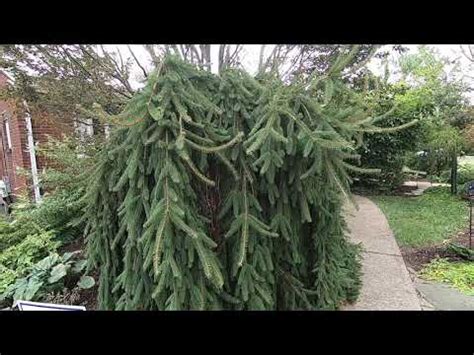 weeping norway spruce problems