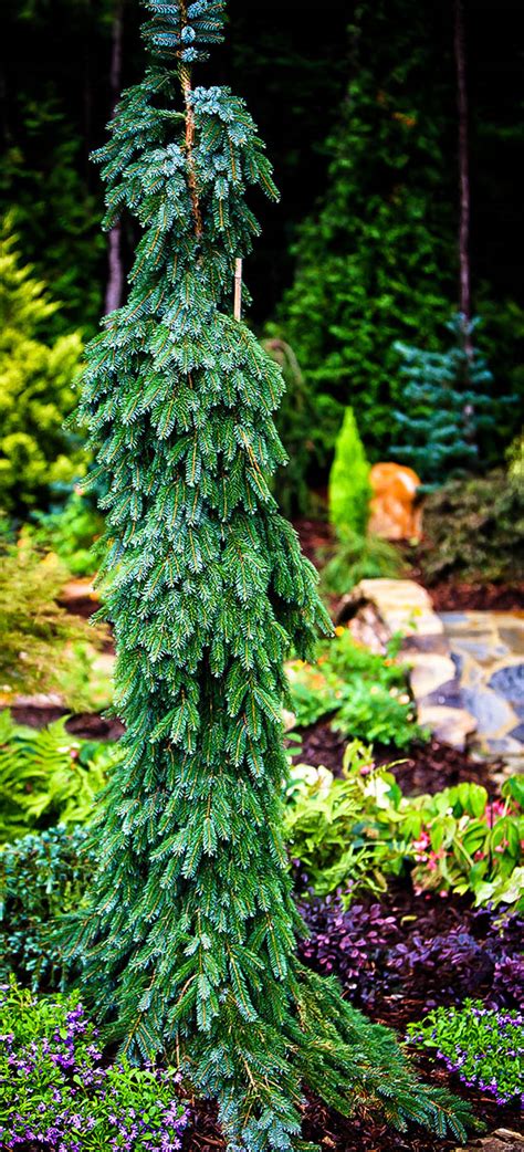 weeping serbian spruce problems