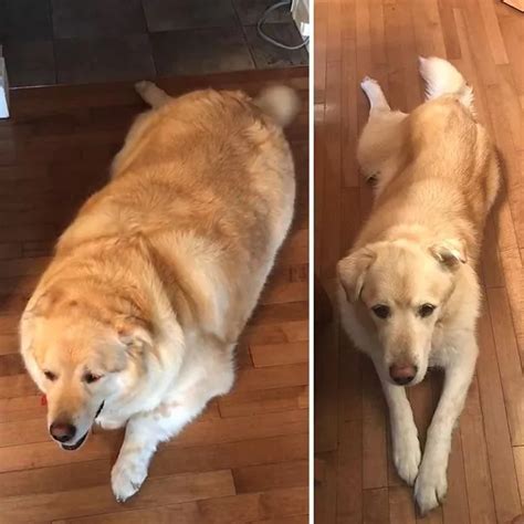 Weight Loss In Dog