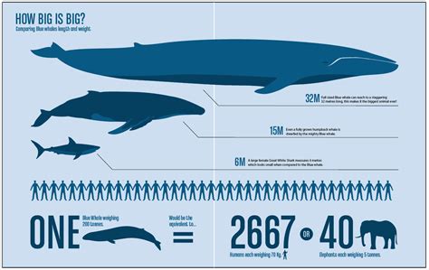 weight of a whale