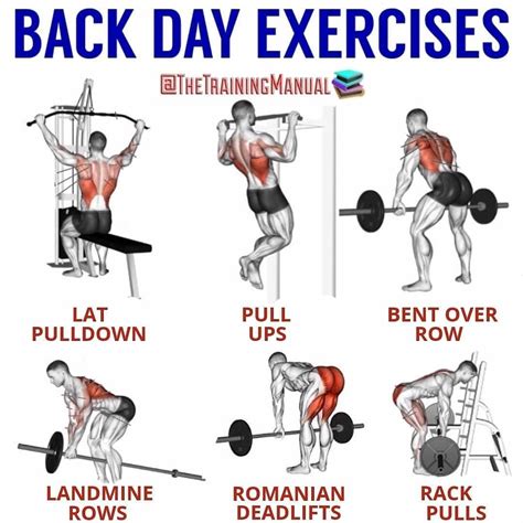 Weight Training For Back Strength