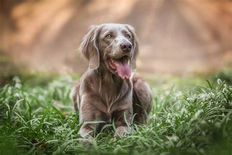 weimaraner and golden retriever mix