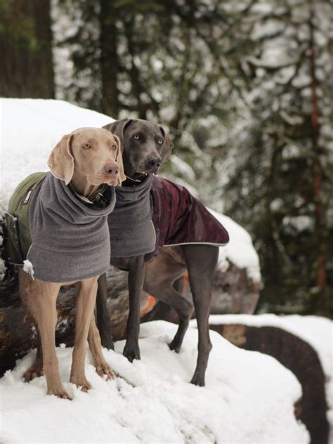 Weimaraner Winter Coat