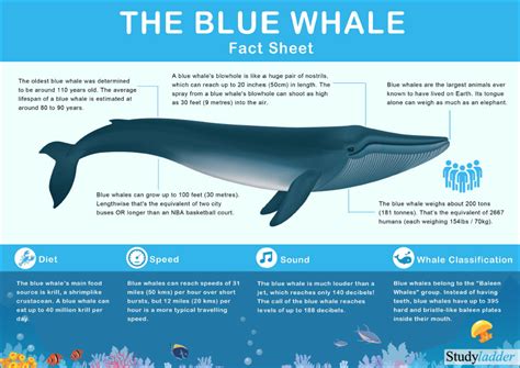 weird facts blue whales