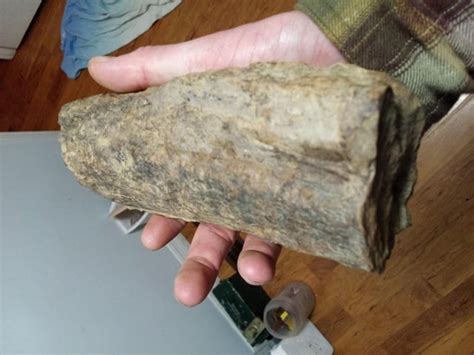 Wekiva River Fossils