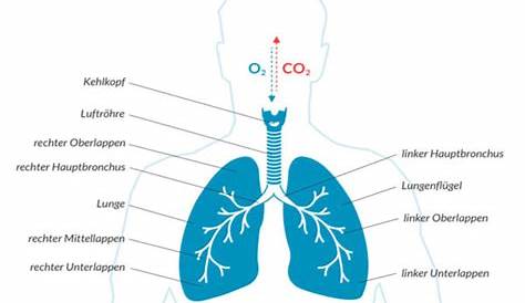 Lungenkreislauf - Seltene Erkrankungen