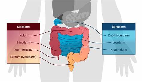 Wurmfortsatz – 5BN-Wiki / Neue-Medizin-Wiki