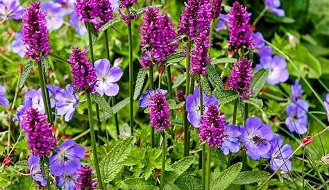 Balkonblumen im Herbst