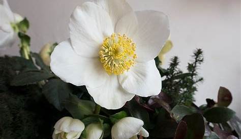Welche Blumen gibt es im Dezember? Schnittblumen Saison-Kalender - Blumigo