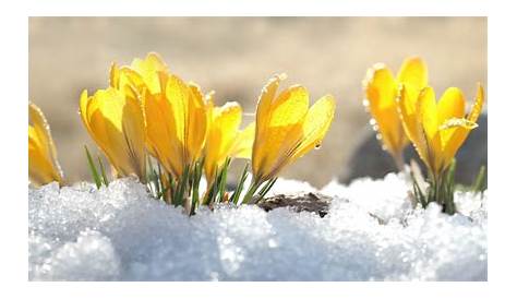 Welche Blumen blühen im Februar? Ob Tulpen, Ranunkeln, Anemonen