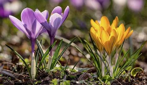 Frühlingsblumen pflanzen | Bilder | Werbepartner Madsack | Media | Top