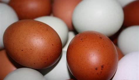 Diese Hühner legen bunte Eier | FM1Today
