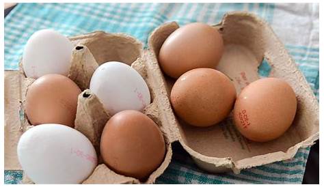 Welche Hühner legen grüne Eier? - Grünleger Hühnerrassen und andere