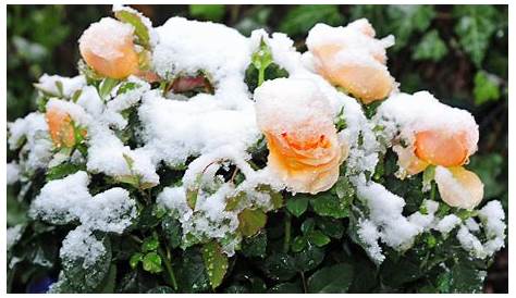 Anleitung: Frische Blumen auch im Winter – so funktioniert es | blue News