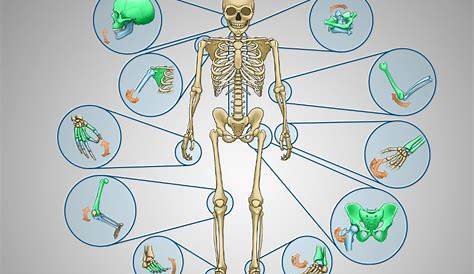 Gelenke Diagram | Quizlet