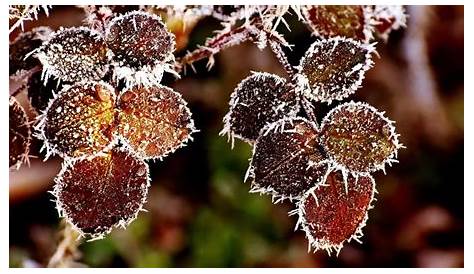 So schützen Sie Garten- und Balkonpflanzen vor starkem Frost