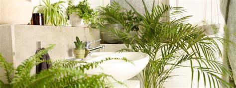 Pflanzen für mein Badezimmer und Einblicke (... endlich mal wieder
