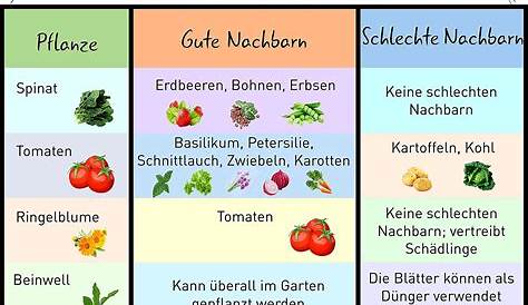 Mischkulturtabelle für Gemüse: diese Gemüsesorten vertragen sich
