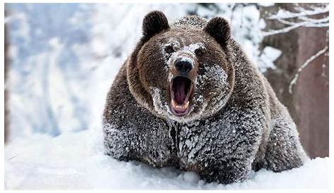 Hintergrundbilder : Tiere, Schnee, Winter, Tierwelt, Bären, Grizzlybär