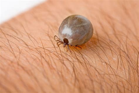 Dog Ticks How Dangerous Are Ticks In House? Phoenix Pest Control And