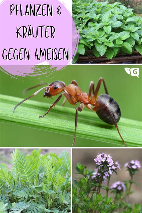 welche pflanzen helfen gegen ameisen