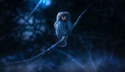 Entdecken Sie welcher Vogel nachts fliegt und schreit - Ein Überblick