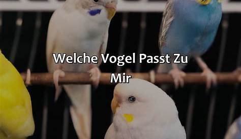 Welcher Vogel passt zu mir? - Naturendo