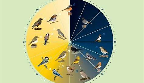 Vogelstimmen: diese 14 Vögel singen nachts - Gartenlexikon.de