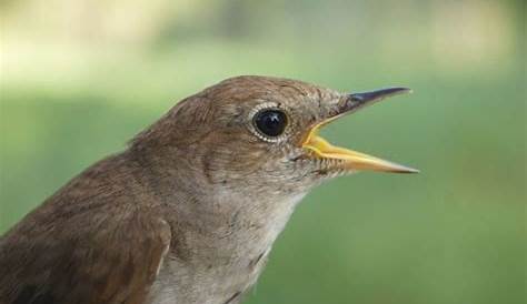 Nachtaktive Vögel: Arten, Gesang & Verhalten - Plantura