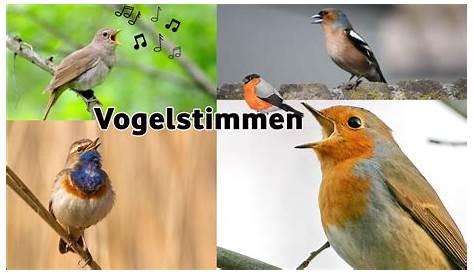 Welcher Vogel singt denn da? – Quelle & Meyer Verlag
