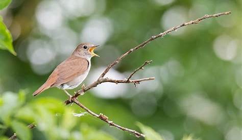 Singende Nachtigall (singing nightingale) / Nationalpark Unteres