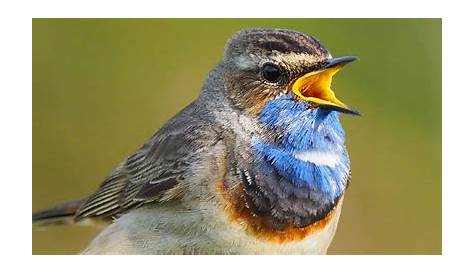 Weißt du, warum die Vögel am Morgen singen? | Lustige Bilder, Sprüche