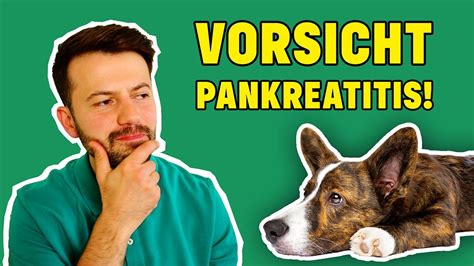 Exokrine Pankreasinsuffizienz (EPI) beim Hund ᐅ HundePower.de