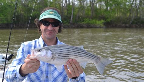 Weldon Striper Fishing Report