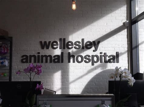 wellesley animal hospital toronto