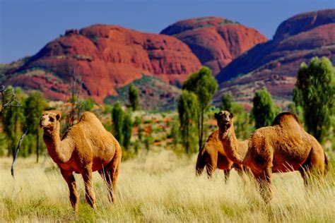 were camels introduced to australia
