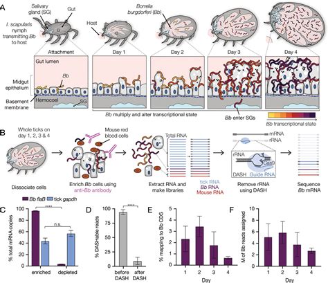 west et al. 2016