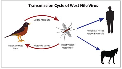 west nile fever vector