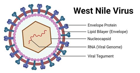 west nile virus diagram