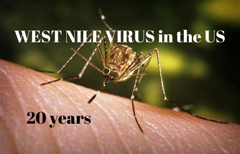 west nile virus epidemic