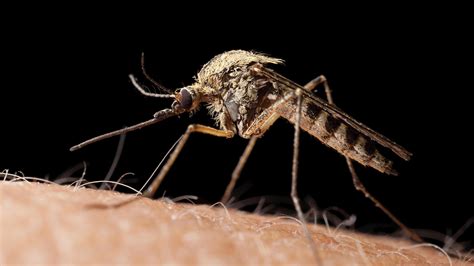 west nile virus mosquito type