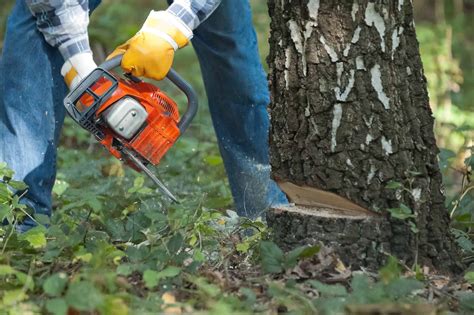 west orange tree removal