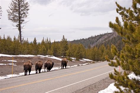 west yellowstone tours packages