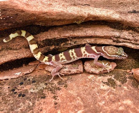 Western Banded Gecko Tucson Herpetological Society